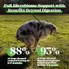 imageProbiotics for Dogs  Digestive Enzymes Promotes Gut Health Dog Probiotics for Diarrhea ampamp Bowel Support Prebiotics for Immunity Health ampamp Itch Relief Pumpkin 180 ctMax Strength Probiotics